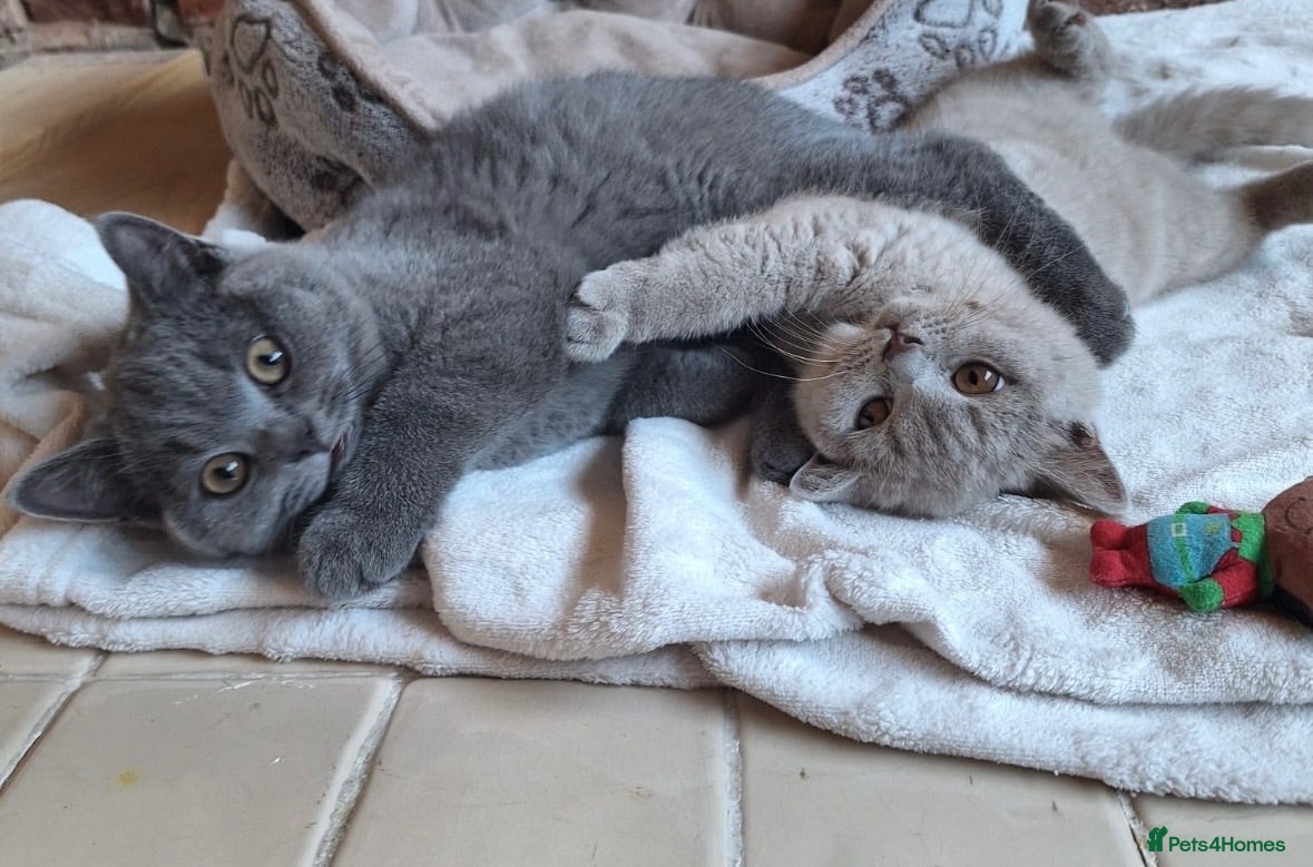 British Shorthair cats Ready NOW Blue BOY British Shorthair kitten GCCF - Advert 2