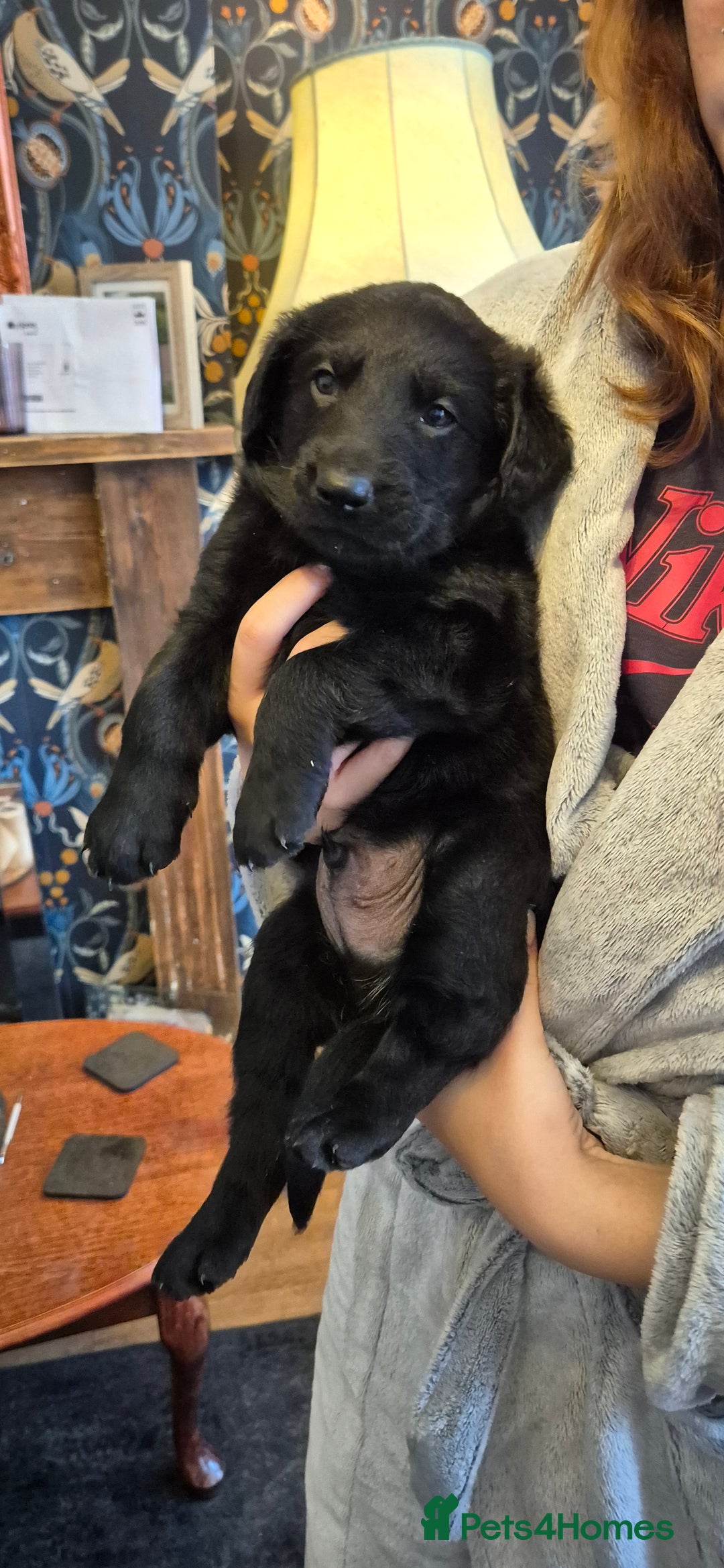 Mixed Breed dogs for sale: Beautiful sheprador puppies  - Advert 15
