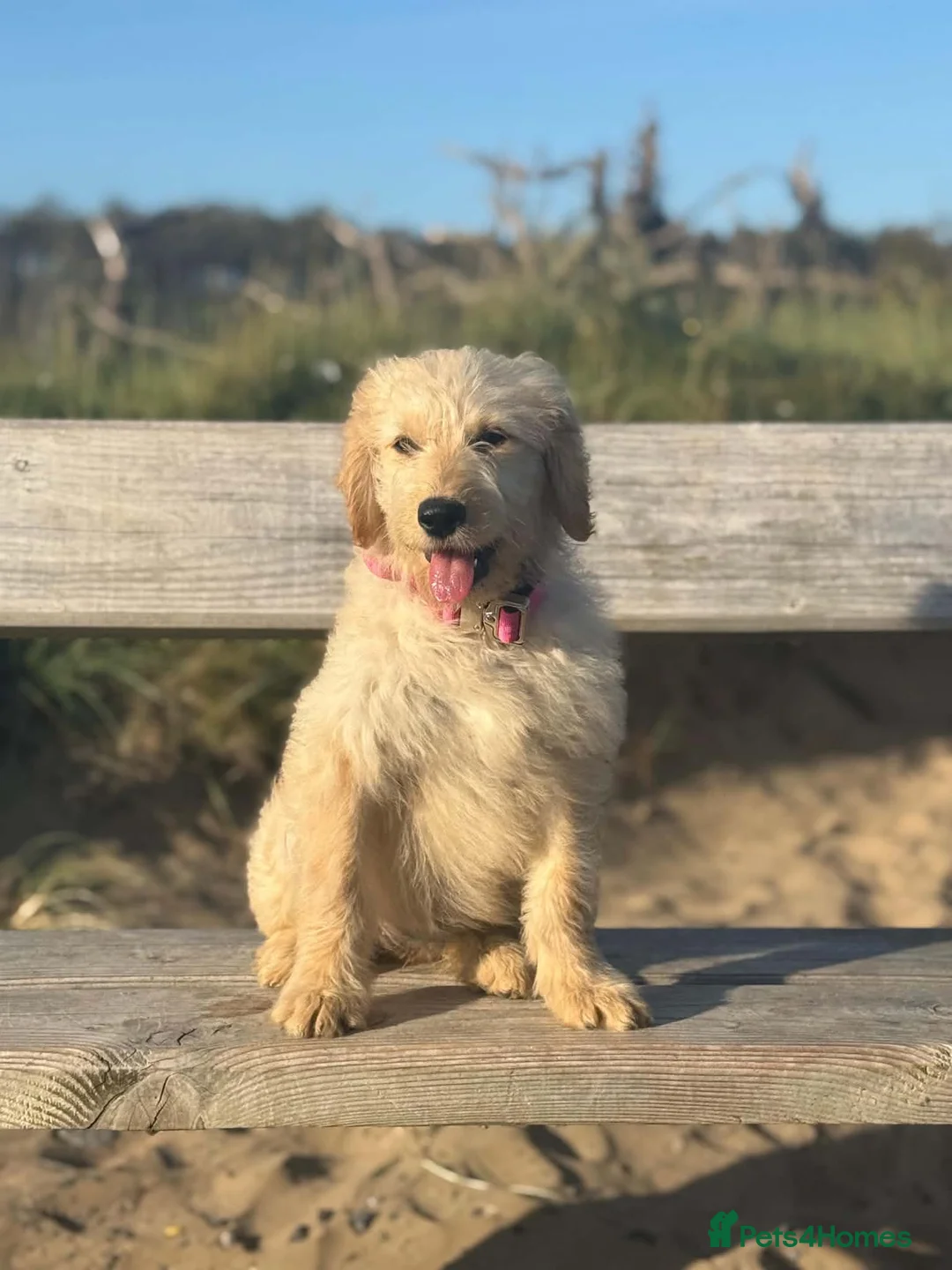 Goldendoodle dogs for sale: Beautiful Trained Goldendoodle Puppies! in Knighton - Advert 11