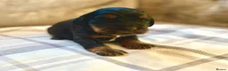 Cocker Spaniel dogs for sale:  KC Reg Beautiful Show Type Cocker Spaniel Litter - Advert 16
