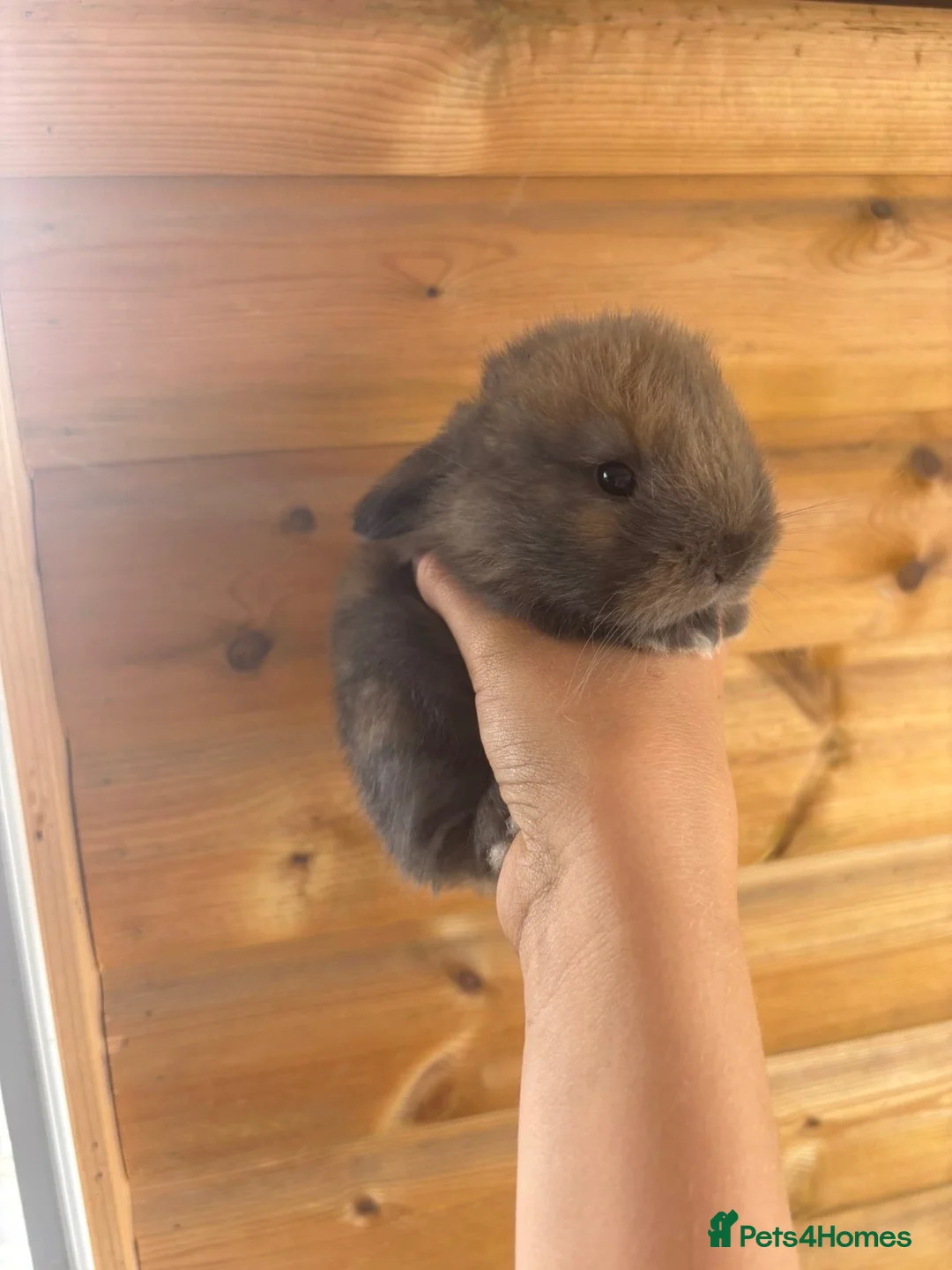 Mini Lop rabbits for sale:  Beautiful Mini Lop Babies — Ready to Reserve!  - Advert 8