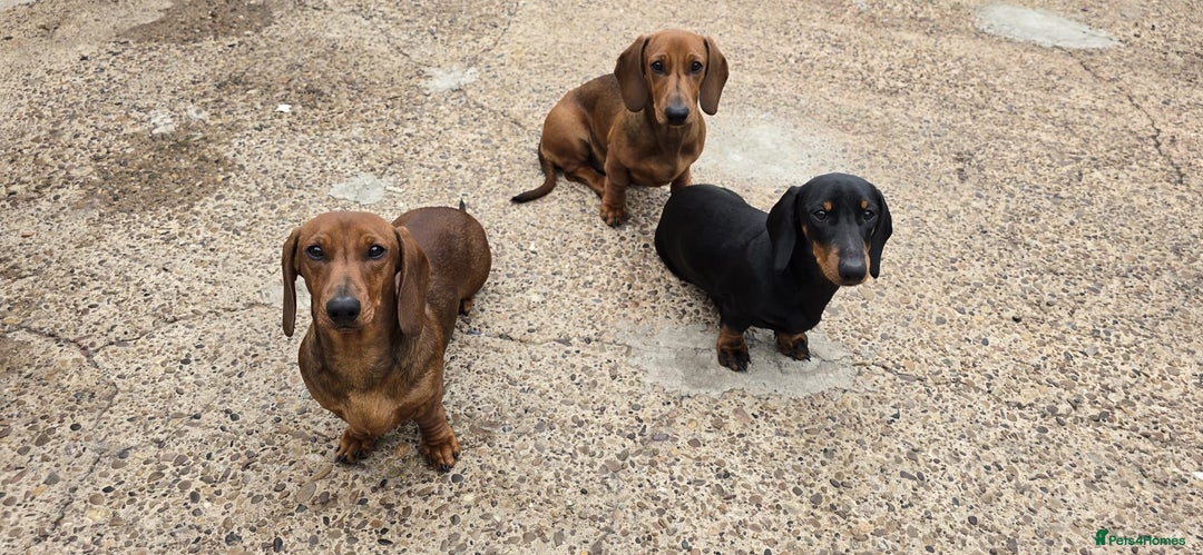 Dachshund dogs for sale: "READY GO STUNING 5 STANDARD DACHSHUND PUPPIES  - Image 15