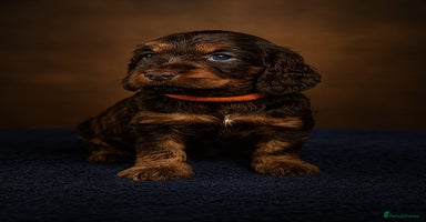 Cockapoo dogs in Brighouse - Advert 9