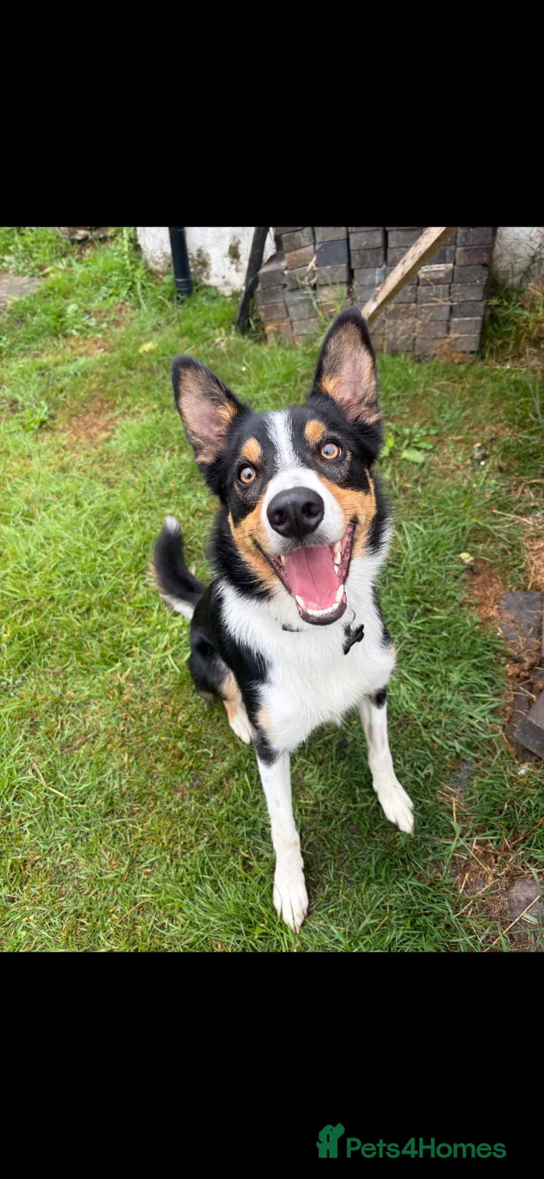 Border Collie dogs for sale: Border collie pup - Advert 1