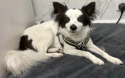 Papillon dogs for adoption: Zorro: The Little Soul Who Refused to Disappear - Image 1