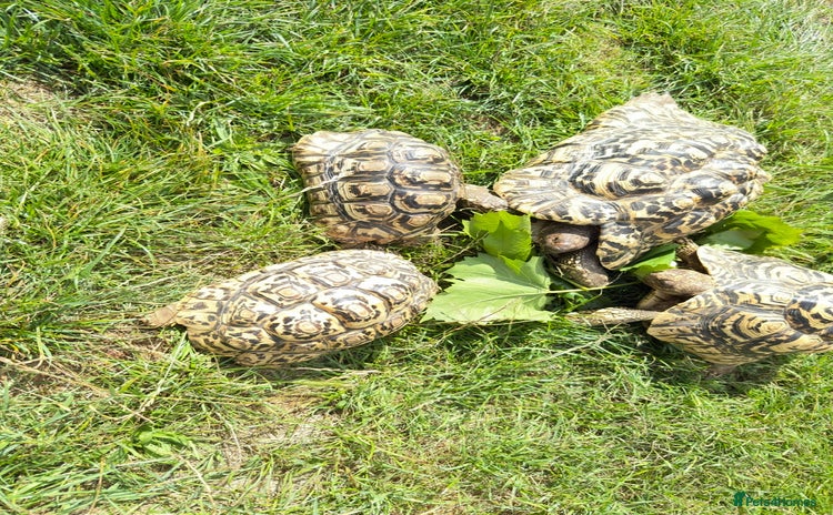 Tortoise reptiles - Advert 10