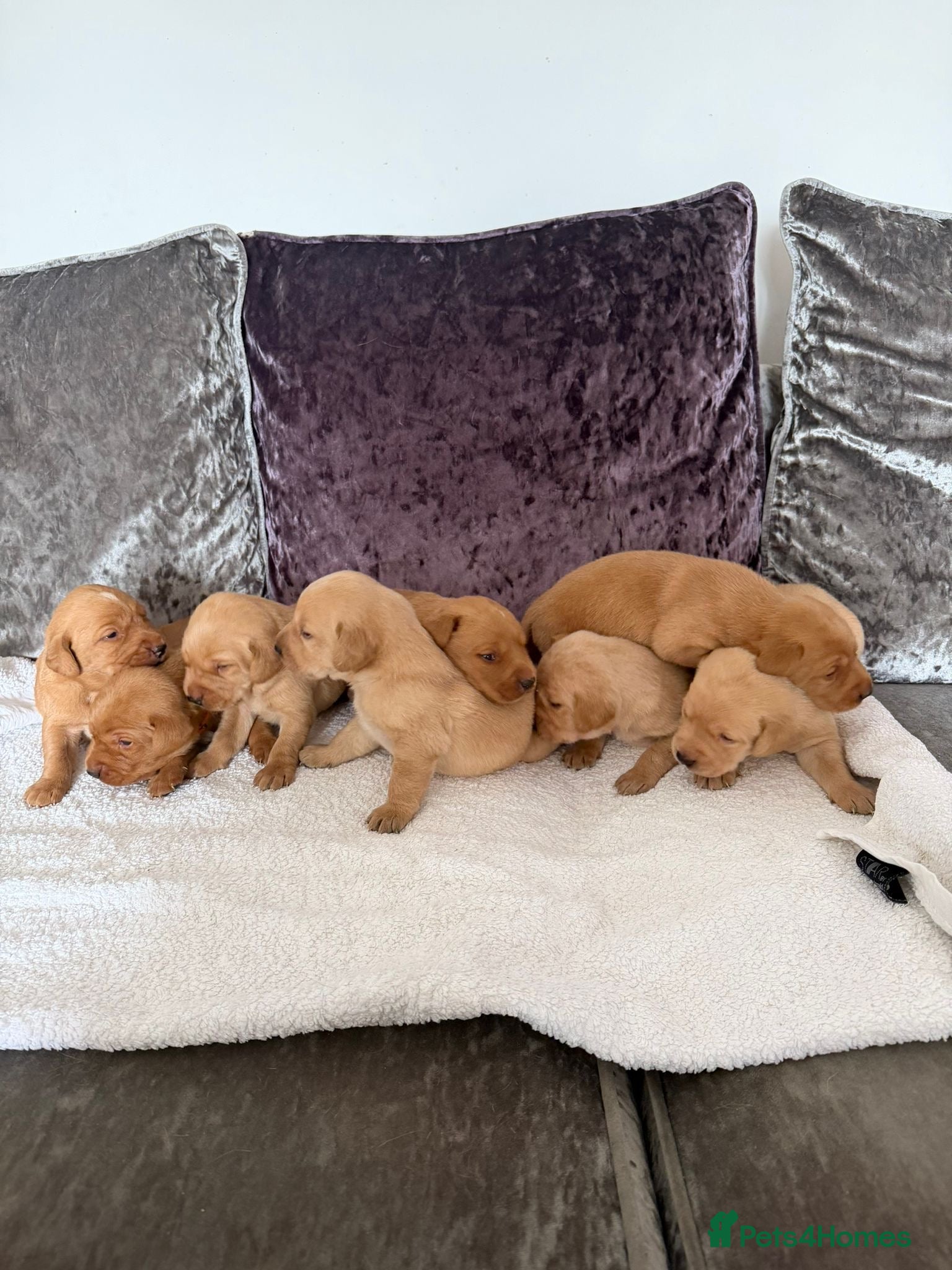 Labrador Retriever dogs Red / yellow Labrador pups   - Advert 5