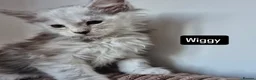 Maine Coon cats for sale: Pedigree mainecoon kittens  - Advert 22