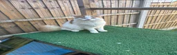 Mixed Breed cats for sale: Beautiful calico kitten READY NOW - Advert 14