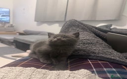 British Longhair cats for sale: 🐾 British Longhair Kitten – Boy 💙 - Image 4