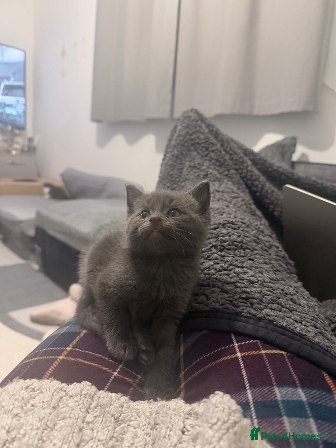 British Longhair cats for sale: 🐾 British Longhair Kitten – Boy 💙 - Image 4