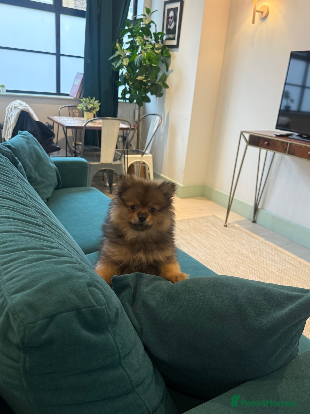 Pomeranian dogs for sale: ✨Pomeranian Puppy Looking for a Loving Home ✨ - Advert 12