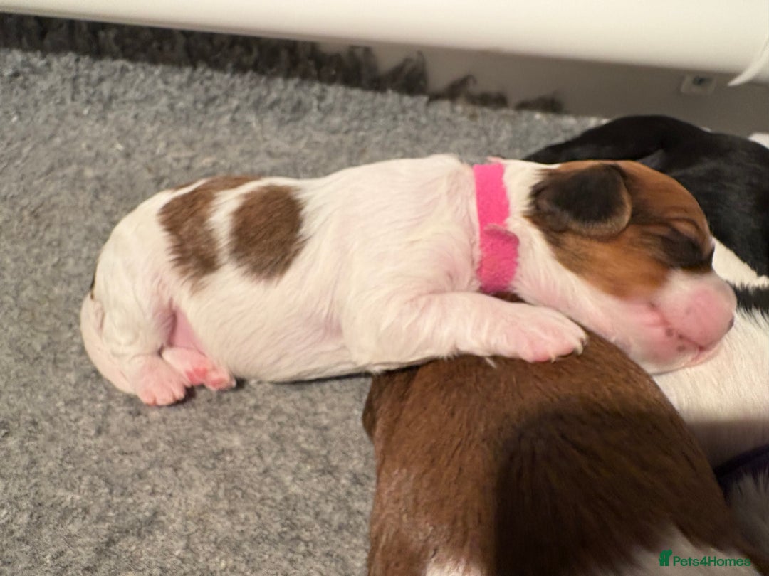 Cavapoo dogs for sale: HOME RAISED STUNNING TRI-COLOUR CAVAPOOS  - Image 8