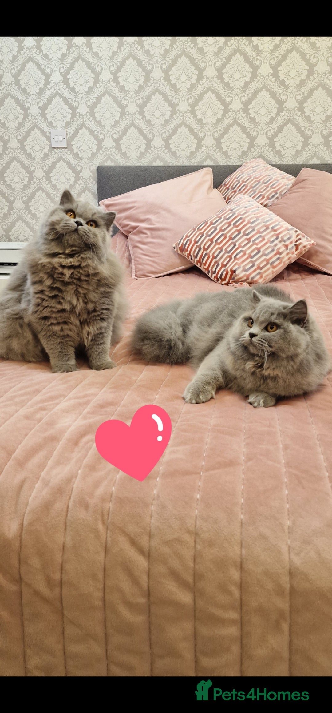 British Longhair cats Amasing girls 🩷🩷🩷 - Advert 1