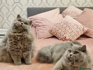 British Longhair cats Amasing girls 🩷🩷🩷 - Advert 1