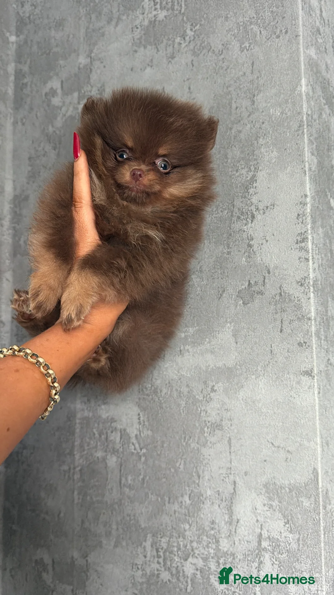 Pomeranian dogs for sale: Litter of insane quality Pomeranian pups 🔥🩷  - Advert 2