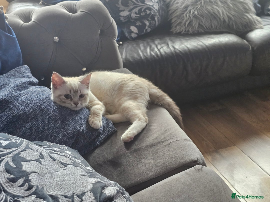 British Shorthair cats for sale: British short hair kittens available  - Image 4