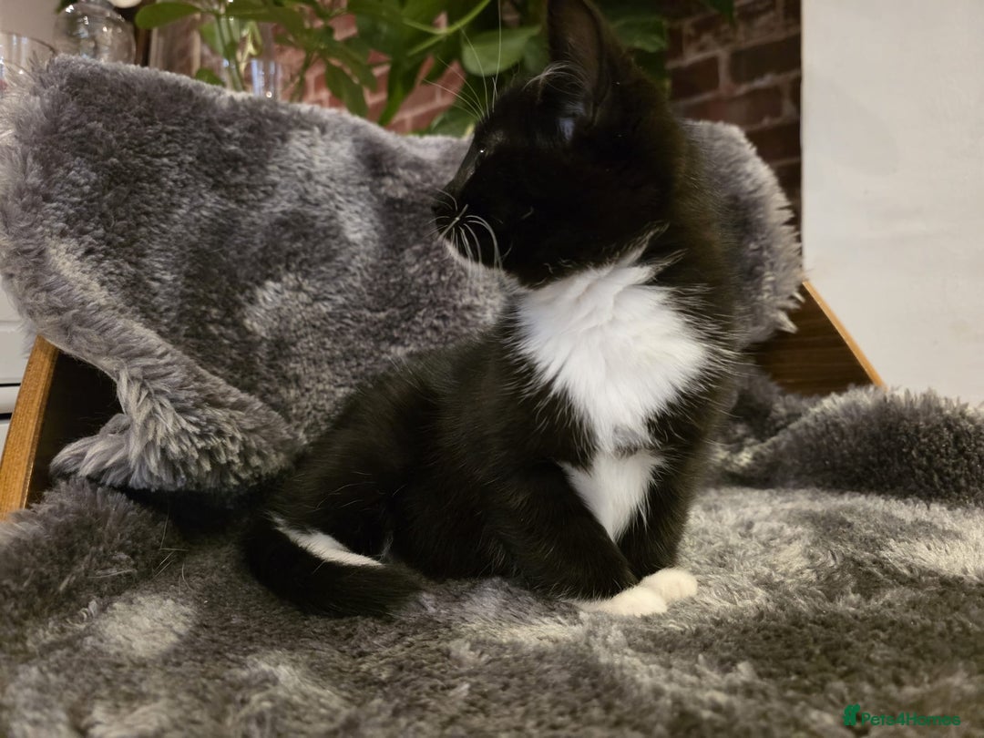 Ragdoll cats for sale: Rehomed  - Advert 13