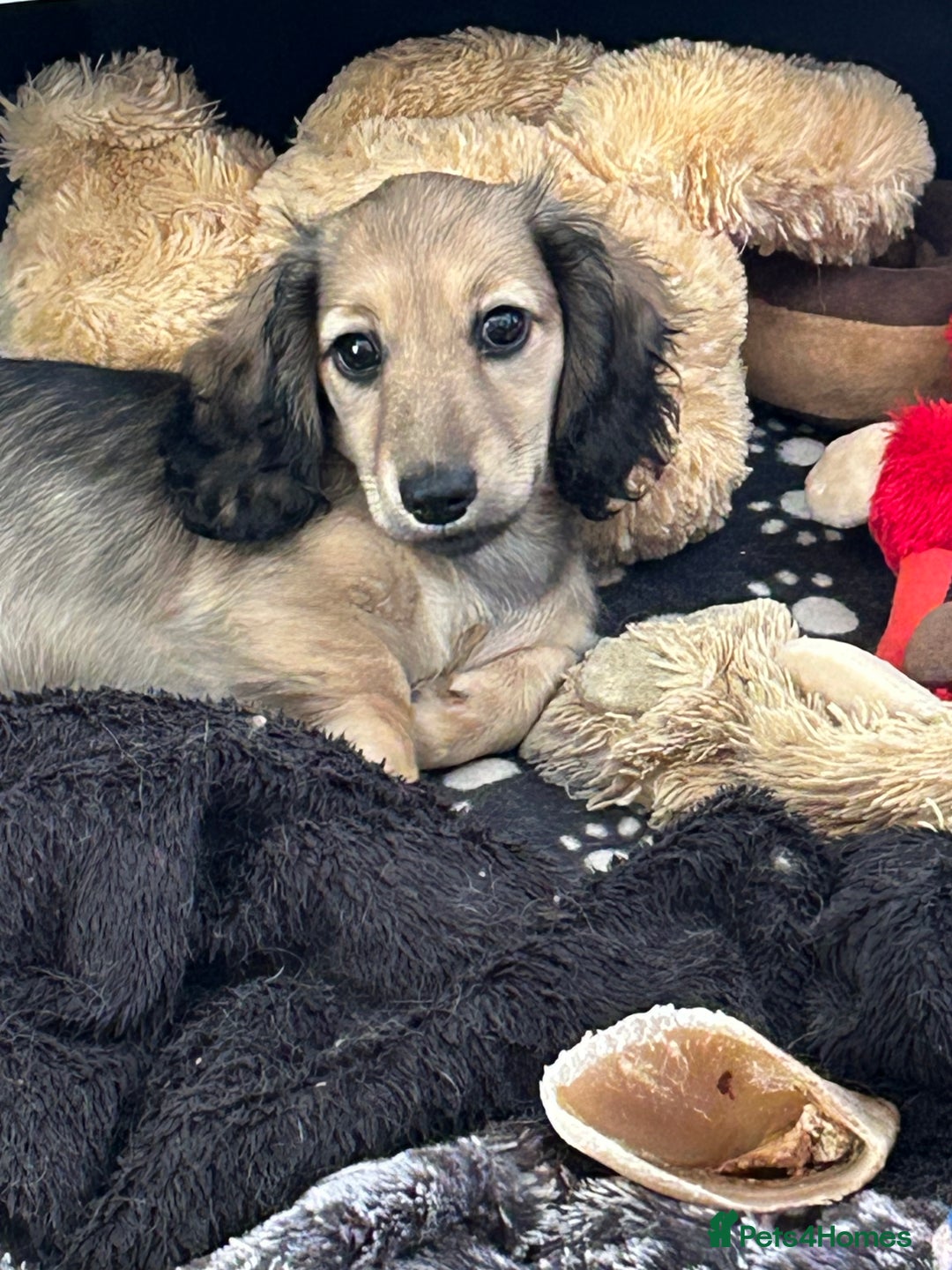 Miniature Dachshund dogs for sale: Reduced, mini L/H £1300 - Image 1