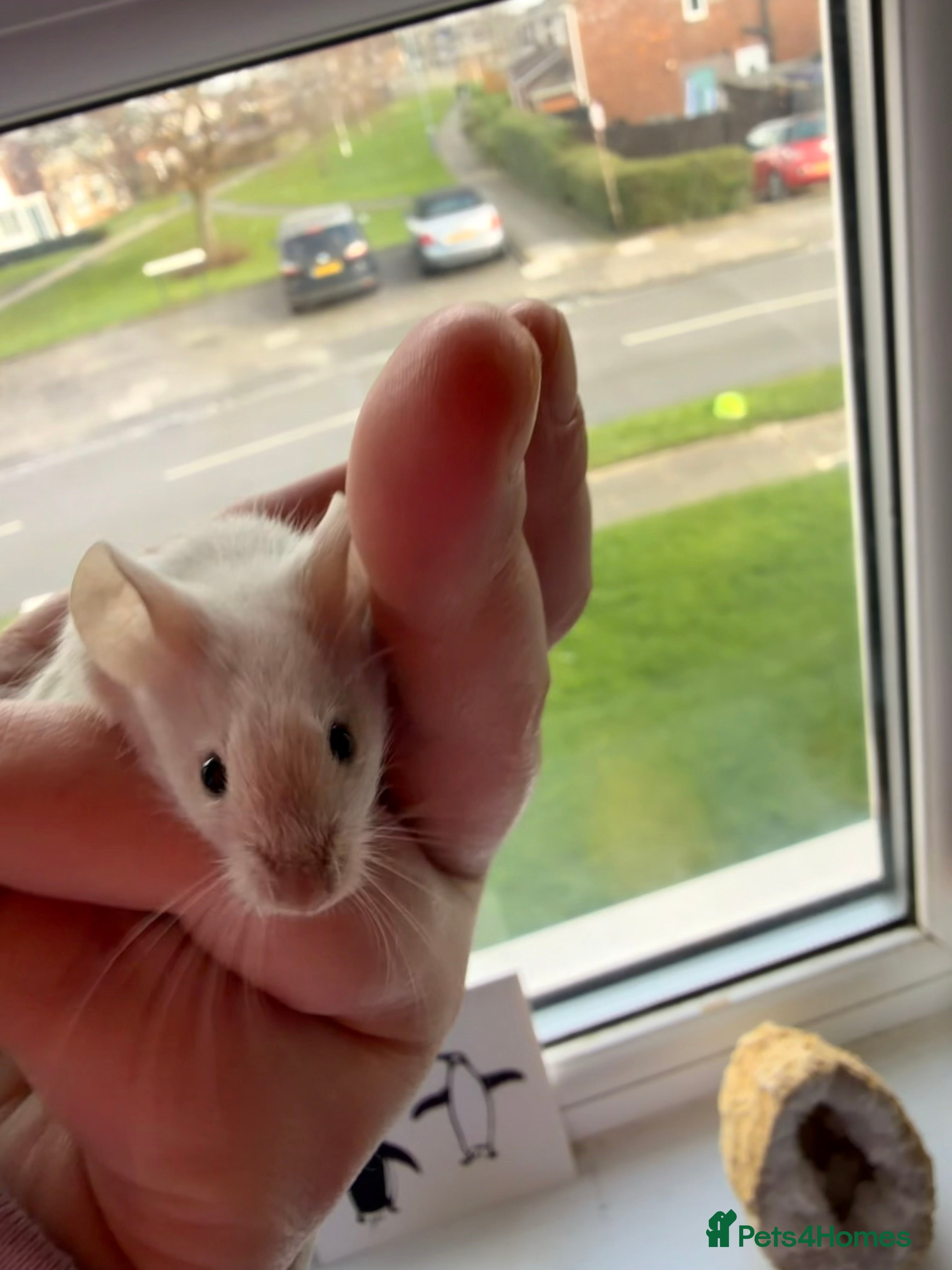 Mouse rodents Mice looking for new homes - Advert 7