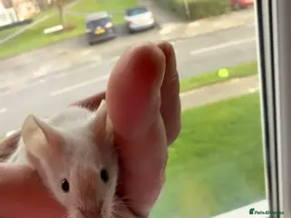 Mouse rodents Mice looking for new homes - Advert 7
