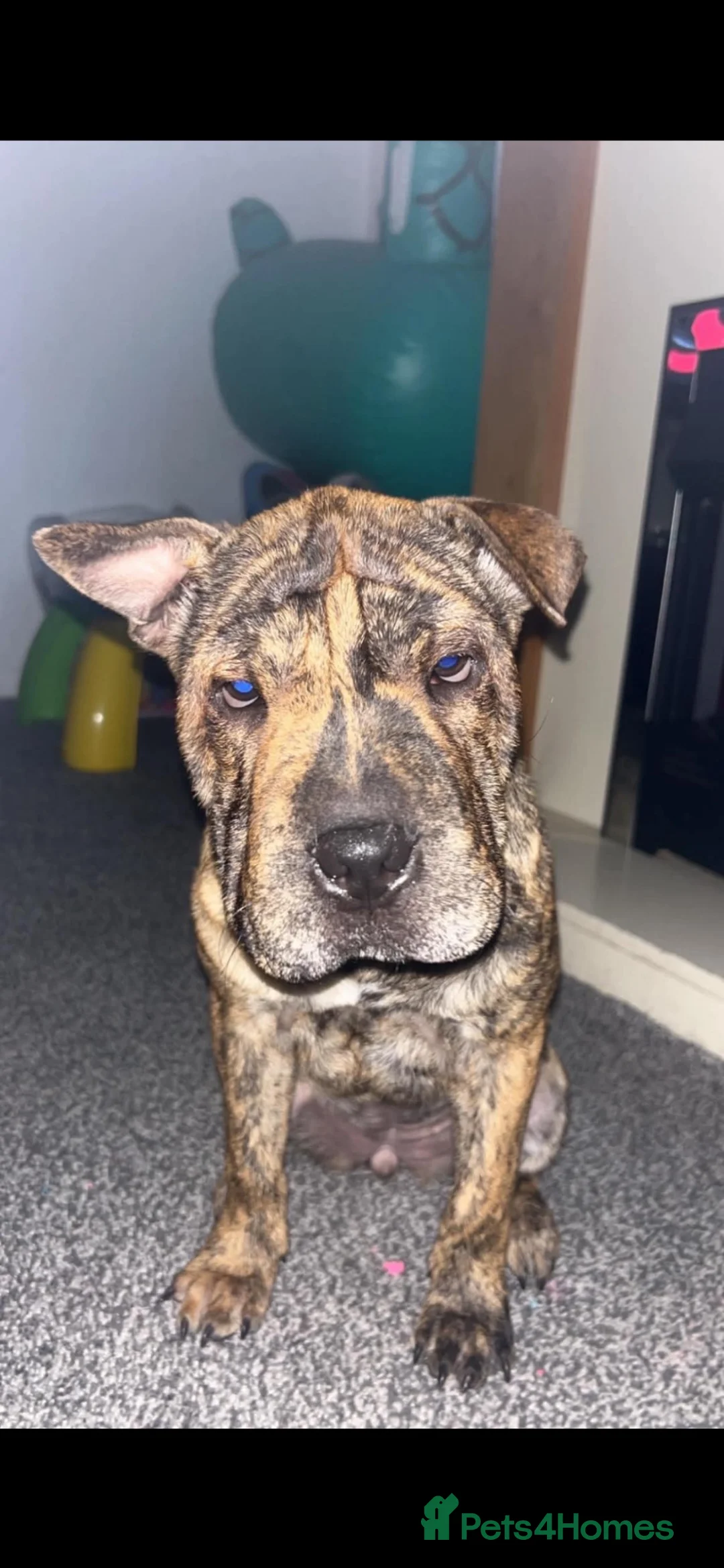 Mixed Breed dogs for sale: Sharpei X 25% Staffy in Shipley - Advert 2