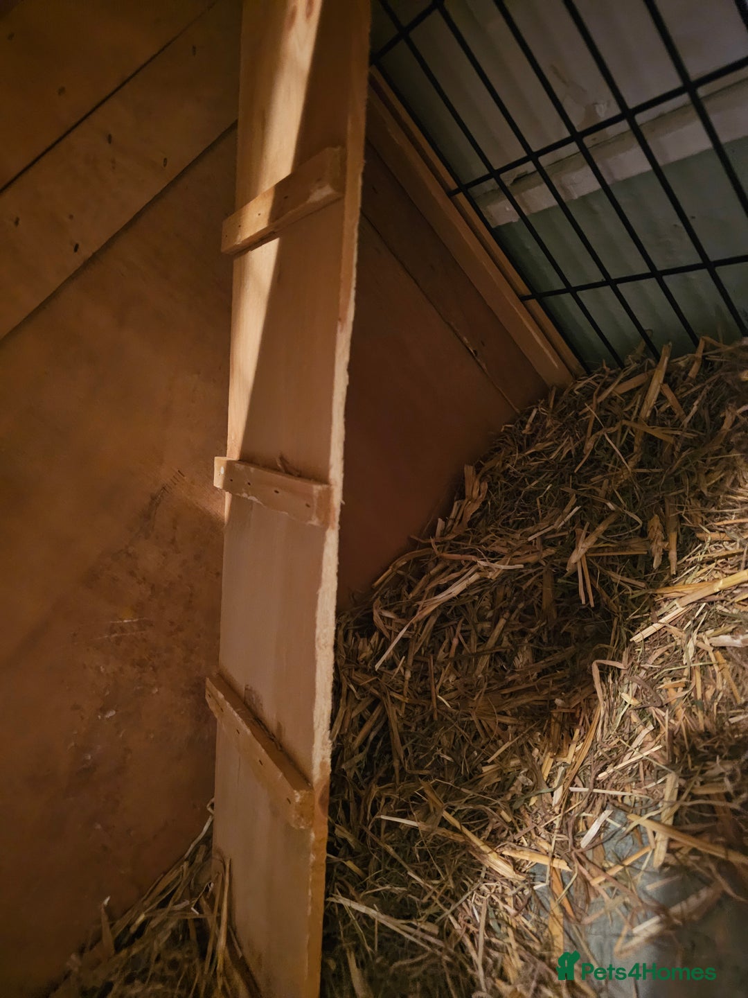 Mini Lop rabbits for sale: 6 month old female mini lop - Image 5