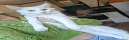 Maine Coon cats for sale: 4 maincoon babies  - Advert 22