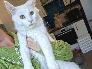 Maine Coon cats 4 maincoon babies - Advert 3