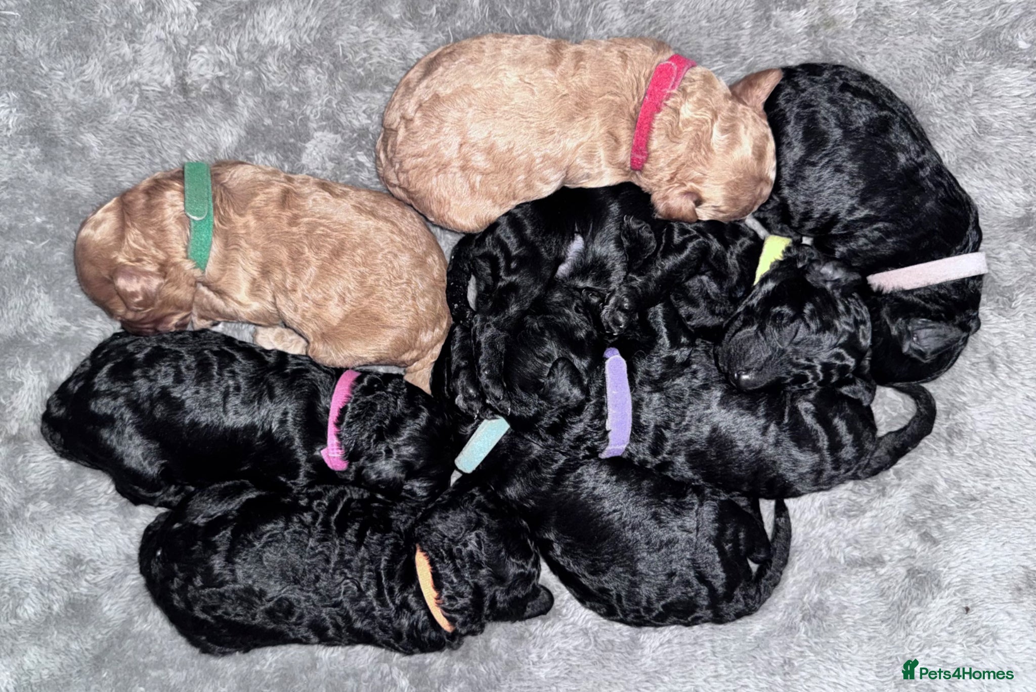 Cockapoo dogs 💕 Mirabelle’s little beauties 💕  - Advert 5