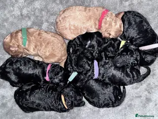 Cockapoo dogs 💕 Mirabelle’s little beauties 💕 - Advert 5