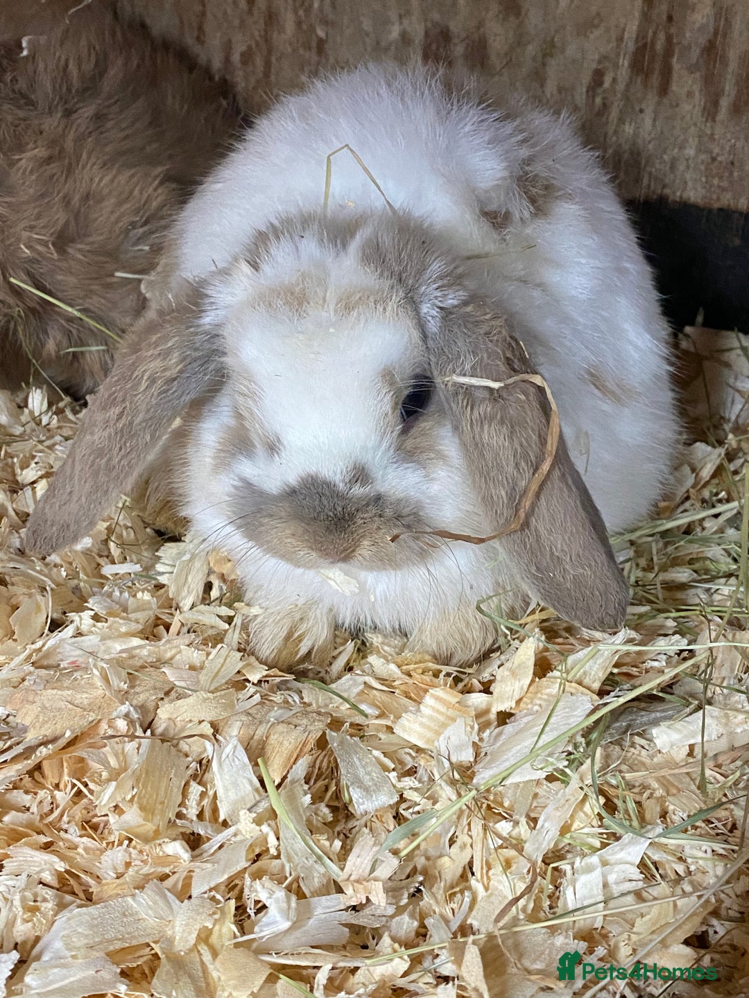 Mini Lop rabbits for sale: Stunning babies various ages vaccinated  - Advert 29