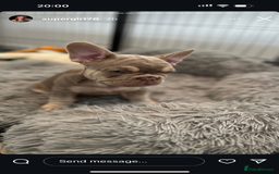 French Bulldog dogs for stud: Stunning Isabella & Tan boy fluffy L4 for Stud in Dundee - Image 20