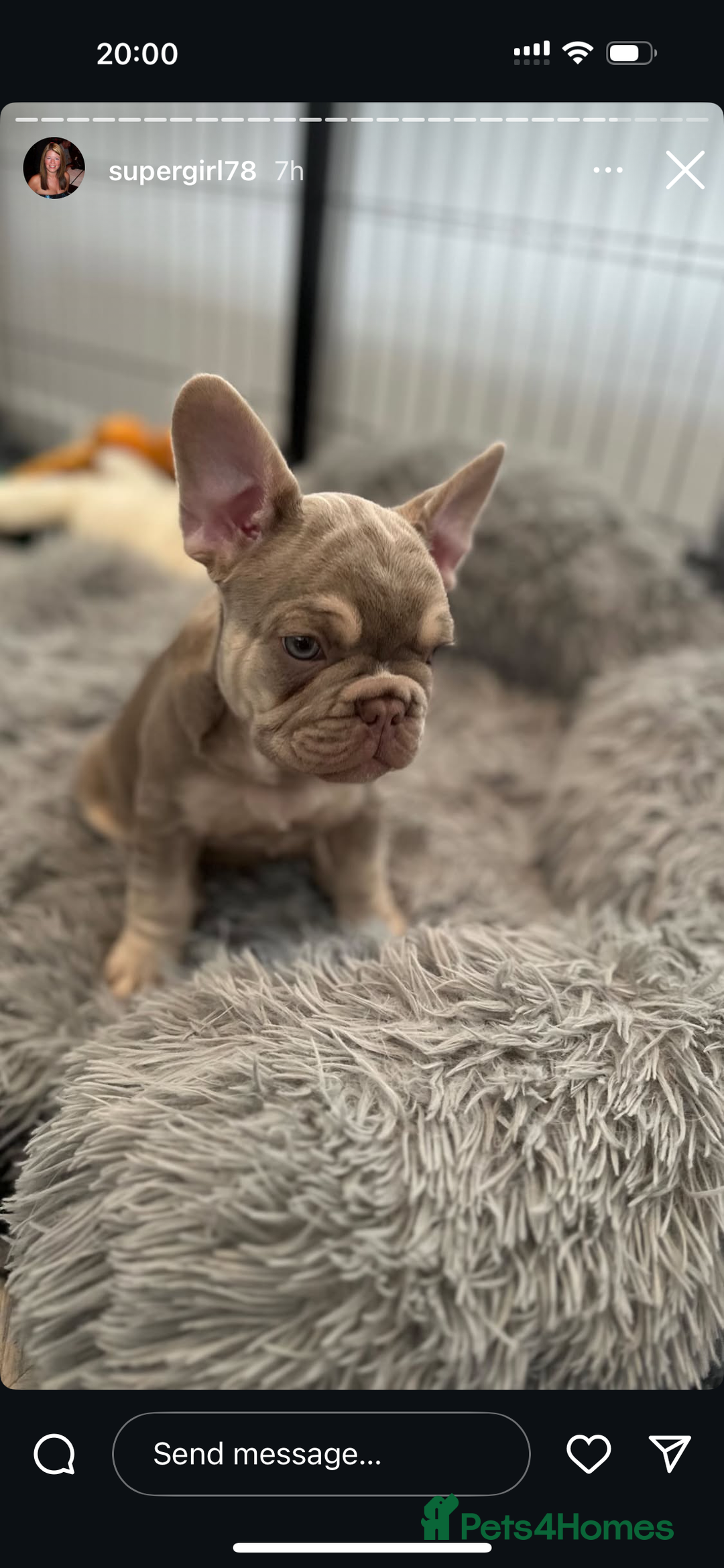 French Bulldog dogs for stud: Stunning Isabella & Tan boy fluffy L4 for Stud in Dundee - Image 20