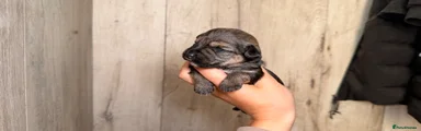 Mixed Breed 1