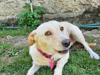 Mixed Breed dogs ALASKA–LOYAL, LOVING COMPANION YOUR ONE AND ONLY! - Advert 4