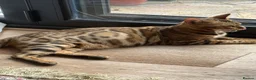 Bengal cats for sale: Outstanding Little Leopards 🐆  - Advert 13