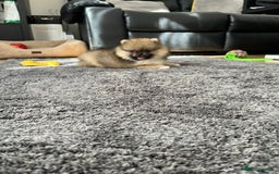 Pomeranian dogs for sale: Stunning 🧸 Teddy 🏆 Champion Line Boy - Image 7