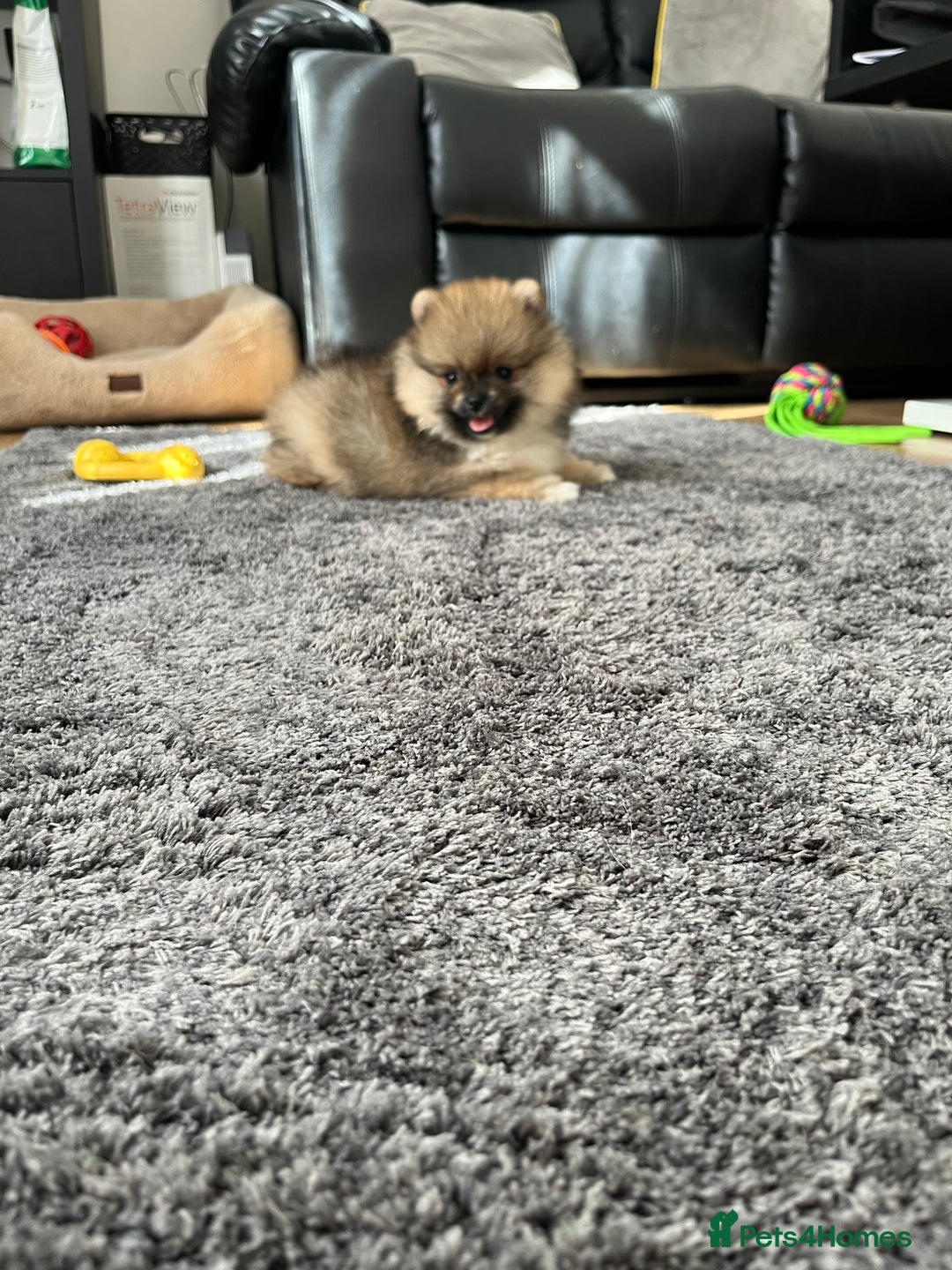 Pomeranian dogs for sale: Stunning 🧸 Teddy 🏆 Champion Line Boy - Image 7