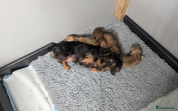 Miniature Dachshund dogs for sale: KC LONGHAIRED MINIATURE DACHSHUNDS  - Image 15