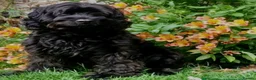 Cockapoo dogs for sale: Stunning F1b Miniature Cockapoos DNA clear - Advert 21
