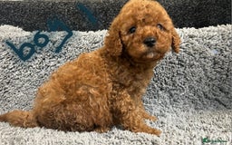 Cavapoo dogs for sale: Cavapoo puppies 🐶 FULLY HEALTH TESTED✅️  - Image 10