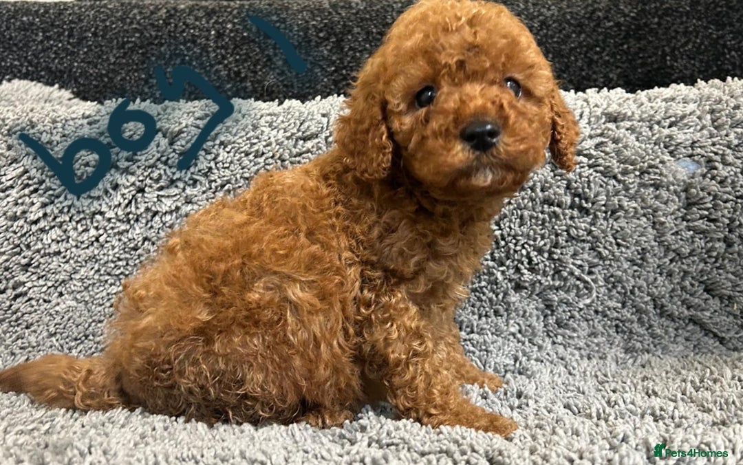 Cavapoo dogs for sale: Cavapoo puppies 🐶 FULLY HEALTH TESTED✅️  - Image 10