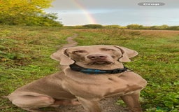 Weimaraner dogs for stud: Stunning, Healthy Stud - Image 7