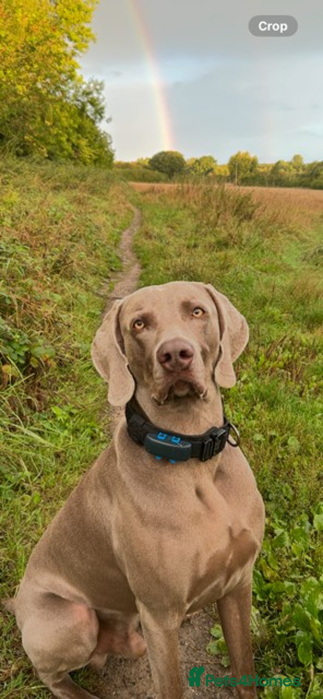 Weimaraner dogs for stud: Stunning, Healthy Stud - Image 7