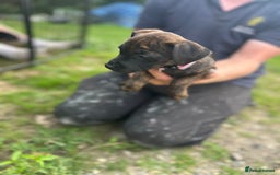 Jack Russell dogs for sale: Blue & Black Brindle Jack Russells - Image 10