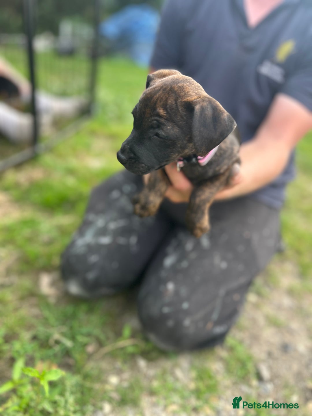 Jack Russell dogs for sale: Blue & Black Brindle Jack Russells - Image 10