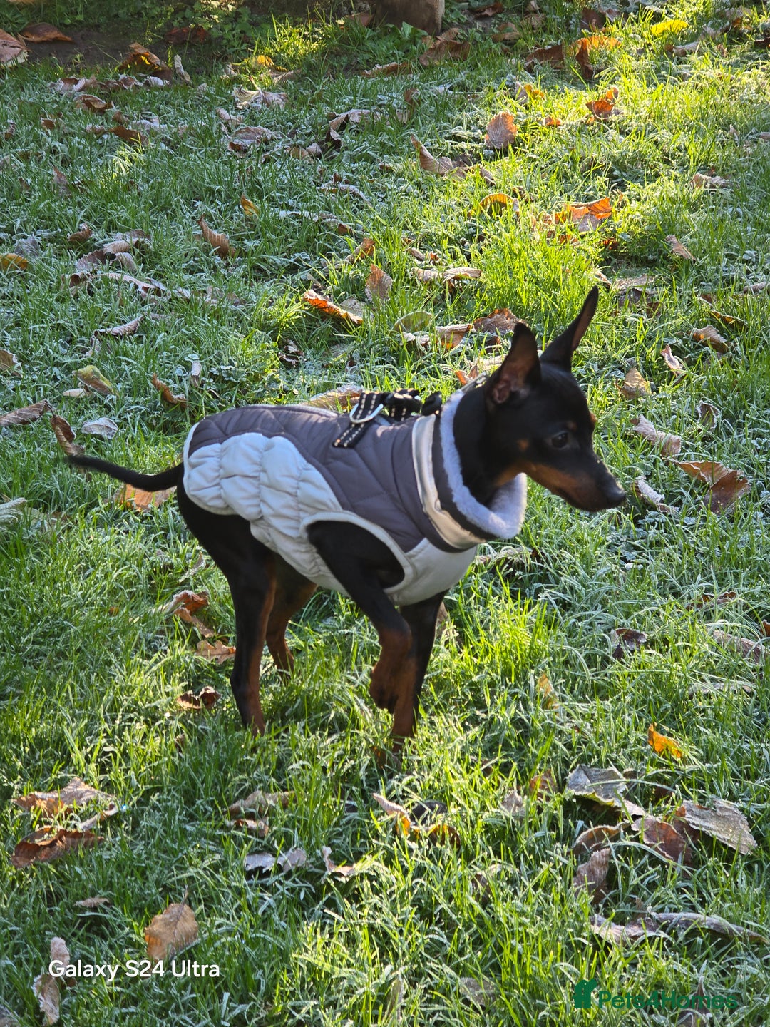 Miniature Pinscher dogs for sale: Pimscher Miniature - Advert 3
