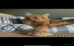 Maine Coon cats for sale: Lovely Maincoon kittens - Image 5