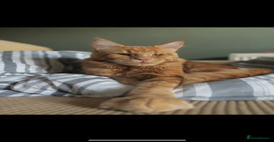 Maine Coon cats - Advert 11